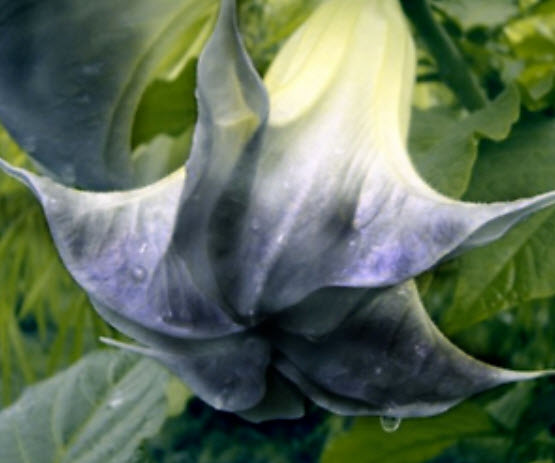 ลำโพง/แตรนางฟ้า (Datura / Brugmansia) สีขาว / 20 เม็ด (นอก)