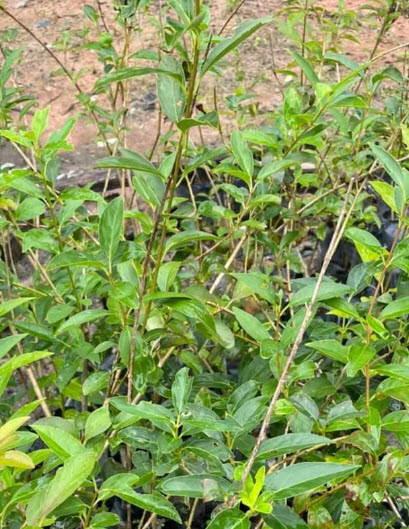 ต้นเหลี่ยงเคี้ยว / ฟอซีเธีย (Weeping Forsythia) กระถาง 10 นิ้ว สูง 80-100 ซ.ม. (China)