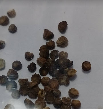 มงกุฏจักรพรรดิ์ (Crown Imperial) สีเหลือง / 50 เม็ด (China)