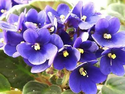 แอฟริกัน ไวโอเล็ต (African Violet) คละ / 50 เม็ด