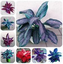อโกลนีมา (Aglaonema) คละ / 100 เม็ด (set A)