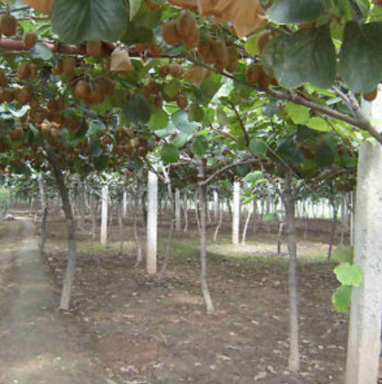 กีวี (Kiwi) / 100 เม็ด (นอก)