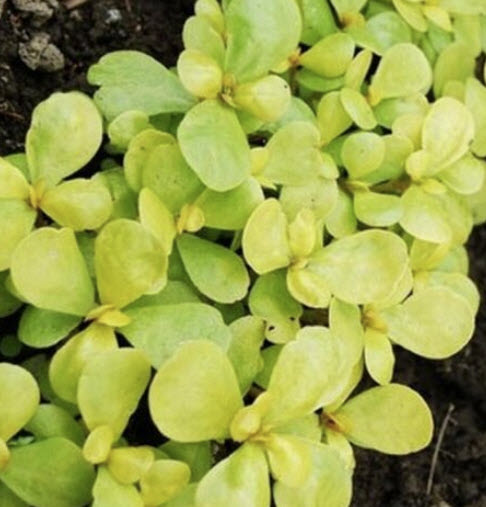 ผักเบี้ยใหญ่สีทอง (Golden Purslane / Portulaca Sativa) / 100 เม็ด (USA)