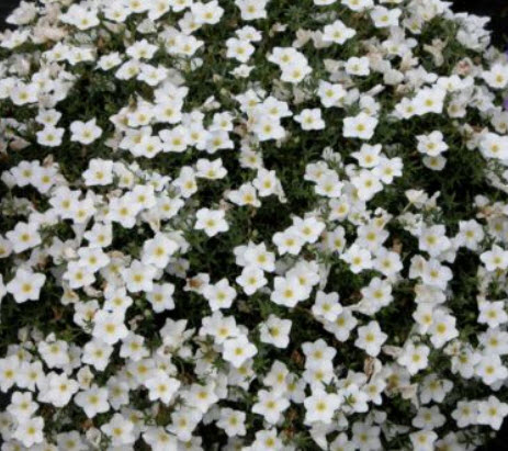 คัพฟลาวเวอร์สีขาว (Cupflower White Robe) / 650 เม็ด (UK)