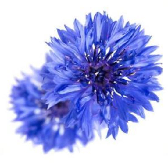 คอร์นฟลาวเวอร์ (Cornflower) สีฟ้า / 150 เม็ด