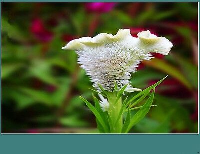 หงอนไก่ (Cockscomb) สีขาว / 100 เม็ด