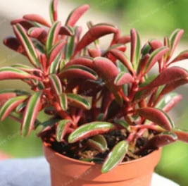 เปปเปอร์โรเมีย (Peperomia Claveolens) / 50 เม็ด (ขายดี)