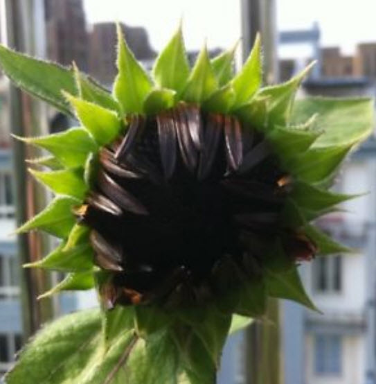 ทานตะวันแดง (Sunflower) / ซอง 15 เม็ด (A108)