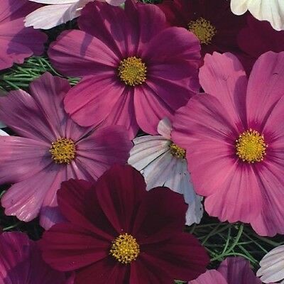 ดาวกระจาย เซ็นเซชั่น (Cosmos - Sensation) คละ / 100 เม็ด (UK)*