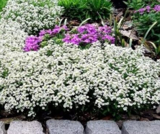 อลิสซั่ม (Alyssum Snow Prince) สีขาว / 1,600 เม็ด (UK)*