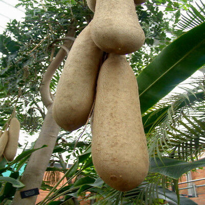 ต้นไส้กรอก (sausage tree) / 10 เม็ด (China)
