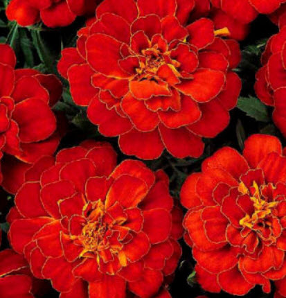 ดาวเรืองฝรั่งเศส (French Marigold) สีแดง / 45 เม็ด (UK)
