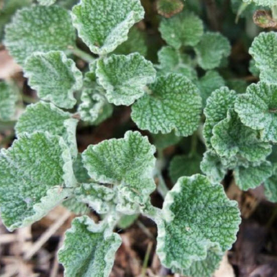 ฮอร์ฮาวด์ขาว (White Horehound / Common Horehound) / 50 เม็ด (France)