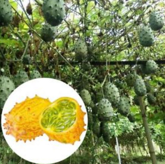 แตงหนาม / คิวาโน (Kiwano) / 25 เม็ด (China)