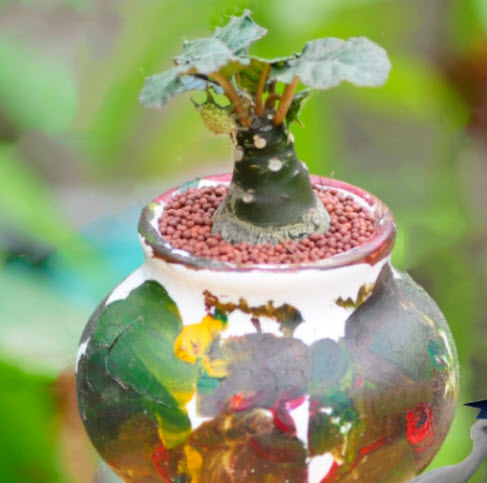 มะพร้าวทะเลทราย (Dorstenia Crispa) / 25 เม็ด (Vietnam)