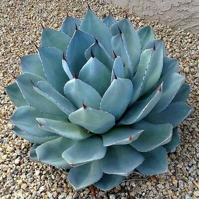 อะกาเว่ (Agave Parryi) / 10 เม็ด (UK)