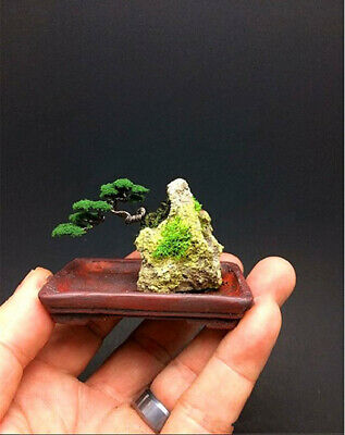 สนจิ๋ว (Miniature Pine) บอนไซ / 25 เม็ด (นอก)
