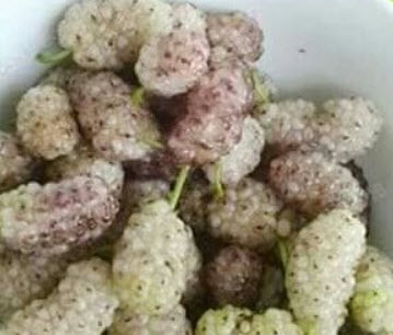 ต้นหม่อน (Mulberry) ขาวออสเตรเลีย สูง 40-60 ซ.ม. / ต้น