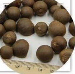 คามิเลีย (Camellia) สีม่วง / 5 เม็ด (นอก)