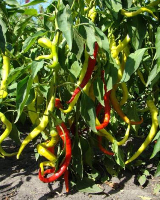 พริกรัสเซีย สีแดง / 20 เม็ด (Ukraine)