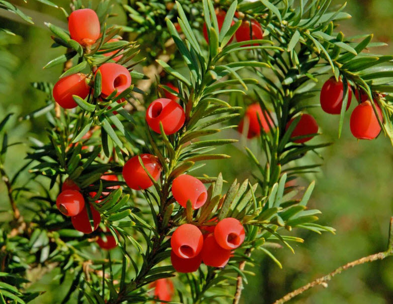 สนยู สนยิว สนอังกฤษ Taxus Baccata / 5 เม็ด (Czech)