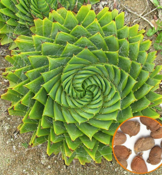 ว่านหางจระเข้ Rotation Aloe / 100 เม็ด