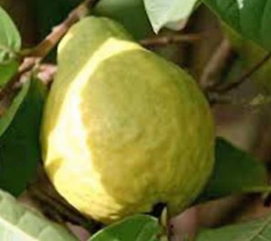 ฝรั่งสตรอเบอรี่เหลือง ฝรั่งเชอรี่สตรอเบอรี่ (Strawberry Cherry Guava) ผลสีเหลือง / 5 เม็ด (Portugal)