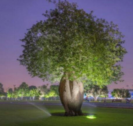 ต้นขวด bottle tree / Brachychiton Rupestris เพาะเมล็ด สูง 10-30 ซ.ม. กระถาง 6 นิ้ว