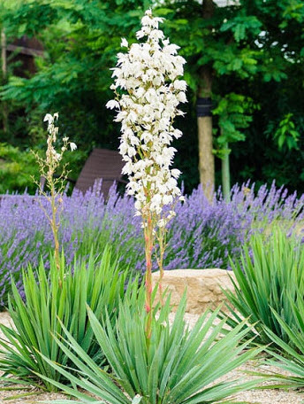 ยุคค่า หรือยัคคา (Yucca) สีขาว / 10 เม็ด+