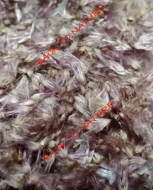 หญ้าดอกชมพู หญ้าชมพู pink grass 250 เม็ด (P2S)