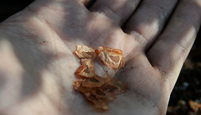 ลิลี่หิมาลายัน ดอกใหญ่ (Giant Himalayan Lily) / 10 เม็ด (Portugal) *
