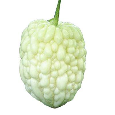 มะระขาวจีน (Chinese White Balsam pear) / 5 เม็ด (China)