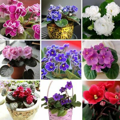 แอฟริกัน ไวโอเล็ต (African Violet) คละ / 50 เม็ด