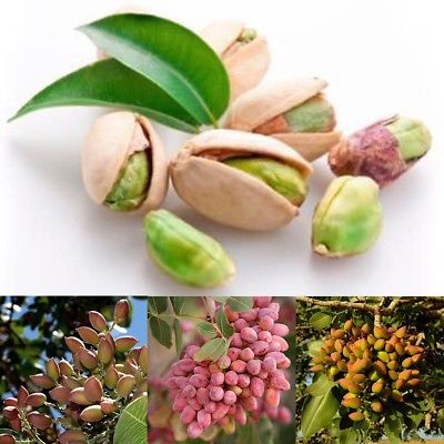 พิสตาชีโอ (Pistachio) / 5 เม็ด (นอก)