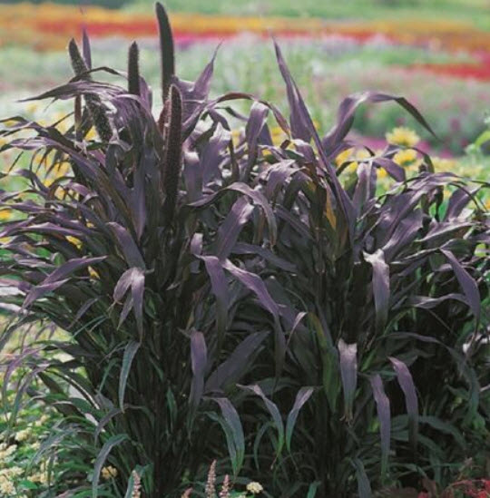 หญ้าหางหมาสีม่วง (Purple Majesty Millet) / 5 เม็ด (UK)