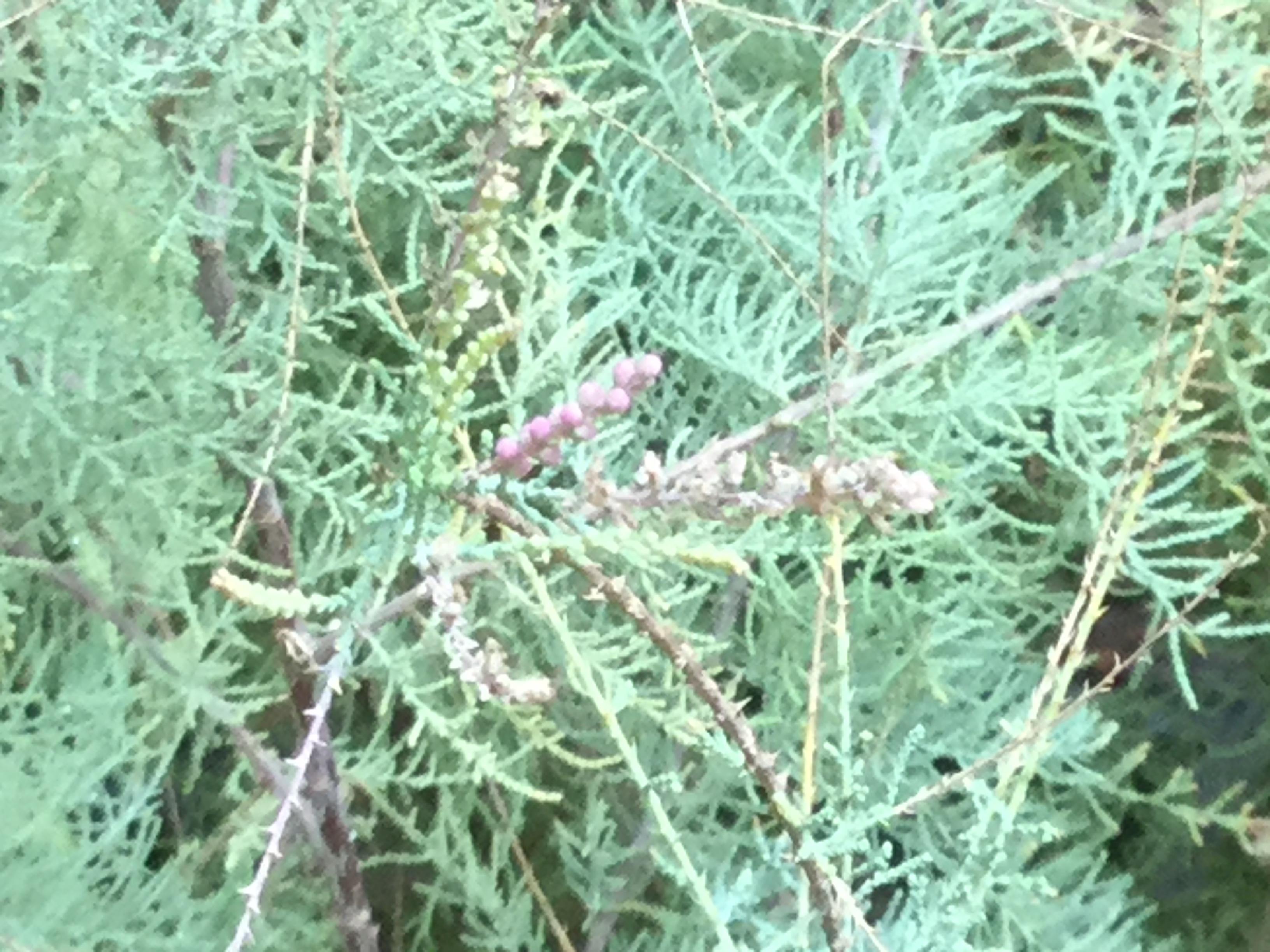 ต้นสนดอกชมพู หรือสนทามาริกซ์ กระถาง 8 นิ้ว สูง 30-50 ซ.ม.