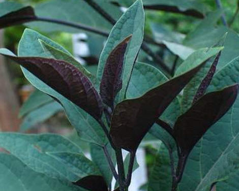 ต้นสาวสันทราย (Quezonla) สูง 50-70 ซ.ม. / ต้น