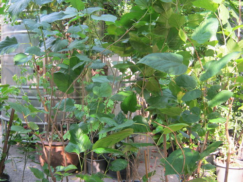 ต้นหม่อน (Mulberry) ถุงดำ สูง 40-60 ซ.ม. / ต้น