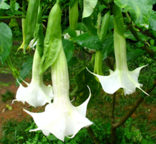 ลำโพง/แตรนางฟ้า (Datura / Brugmansia) สีขาว / 20 เม็ด (นอก)