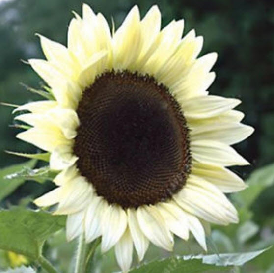 ทานตะวัน (Sunflower) คละ / 100 เม็ด