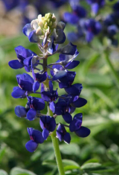 บลูบอนเน็ต / เท็กซัส บลูบอนเน็ต (Blue Bonnet) / 100 เม็ด (USA)