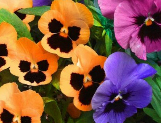 แพนซี พาสเทล (Tutti Frutti Pastel) คละ / 70 เม็ด (UK)