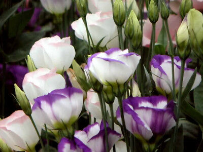 ไลซิแอนธัส (Lisianthus) คละ / 50 เม็ด