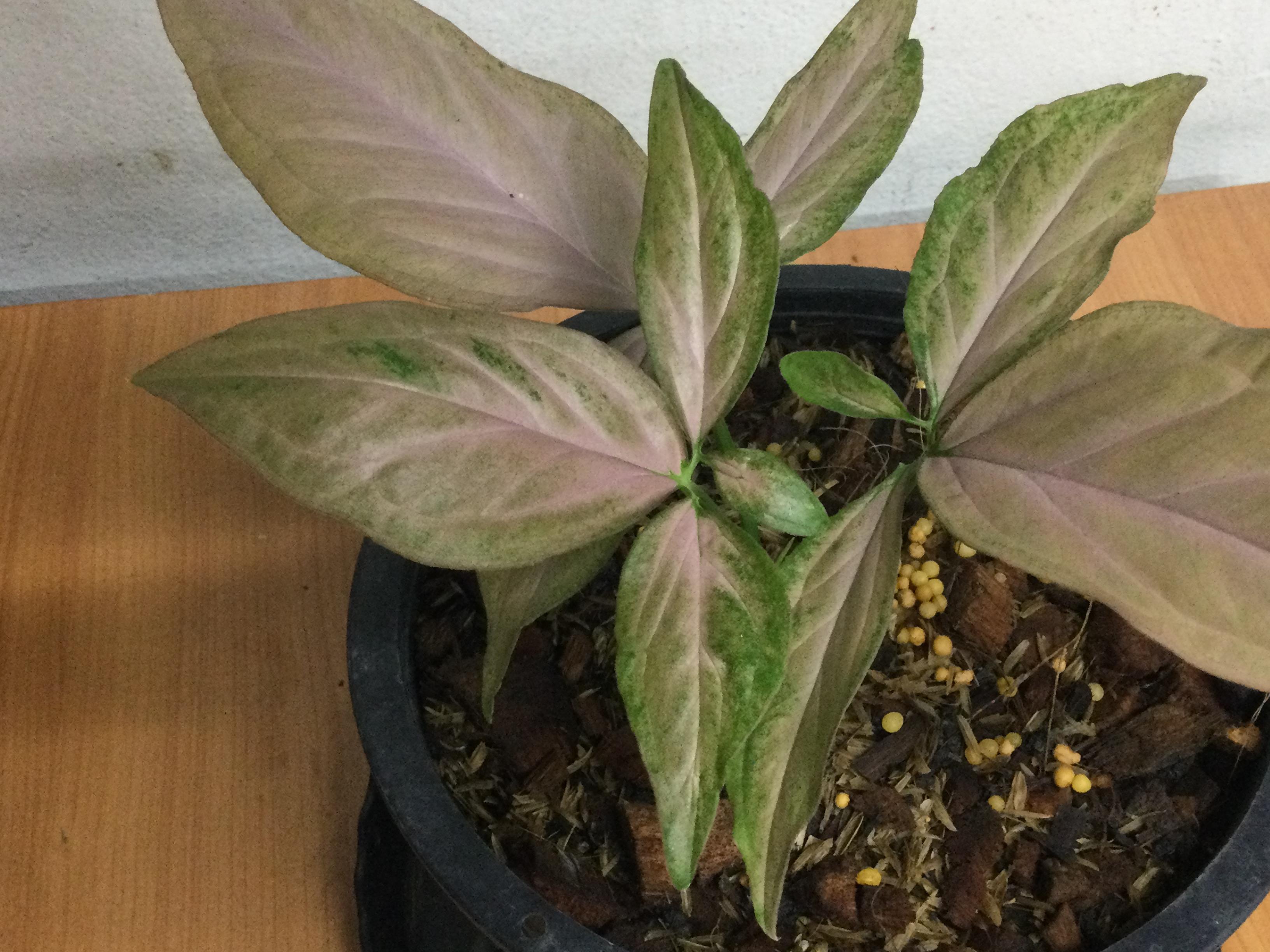 ต้นเงินไหลมา พิ้งค์ สแปลช (Syngonium Pink Splash) กระถาง 8 นิ้ว