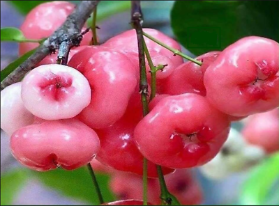 ต้นชมพู่พลาสติก สีแดง สูง 35-50 ซ.ม.