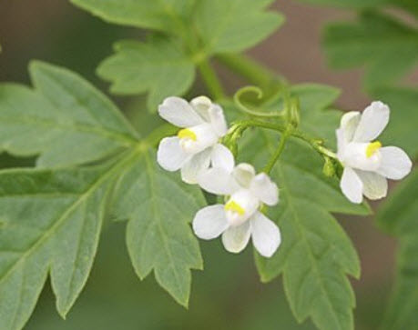 โคกกระออม (Balloon vine) / 12 เม็ด (UK)