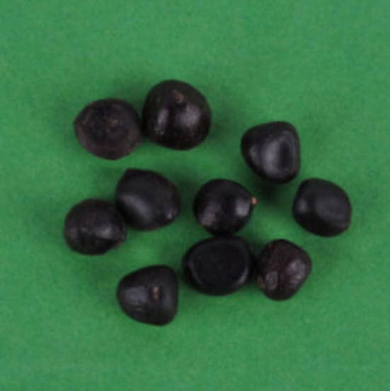 โบตั๋น (peony) เหลือง / 20 เม็ด (นอก)