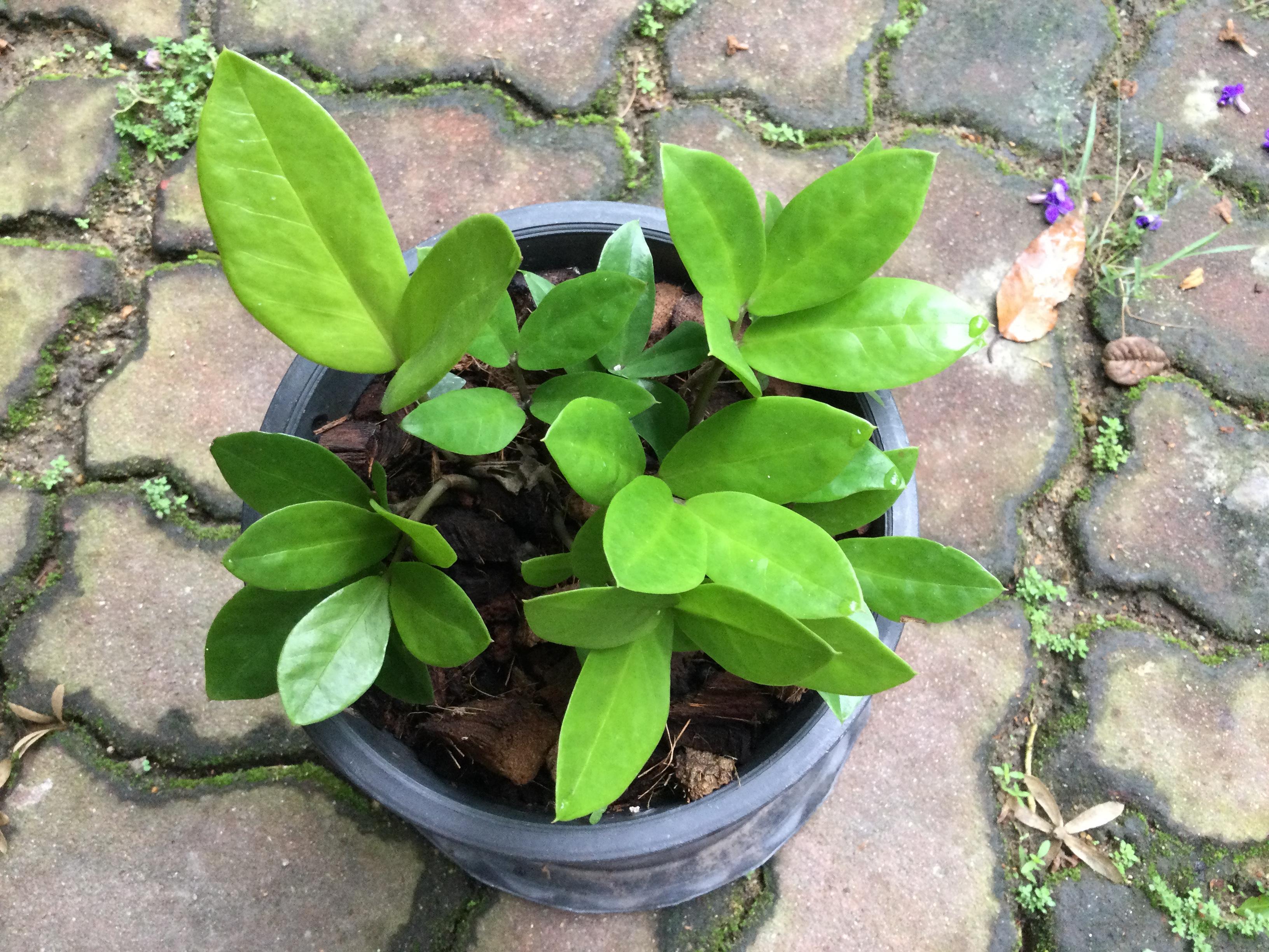 ต้นกวักมรกตแคระ กระถาง 6 นิ้ว (B)