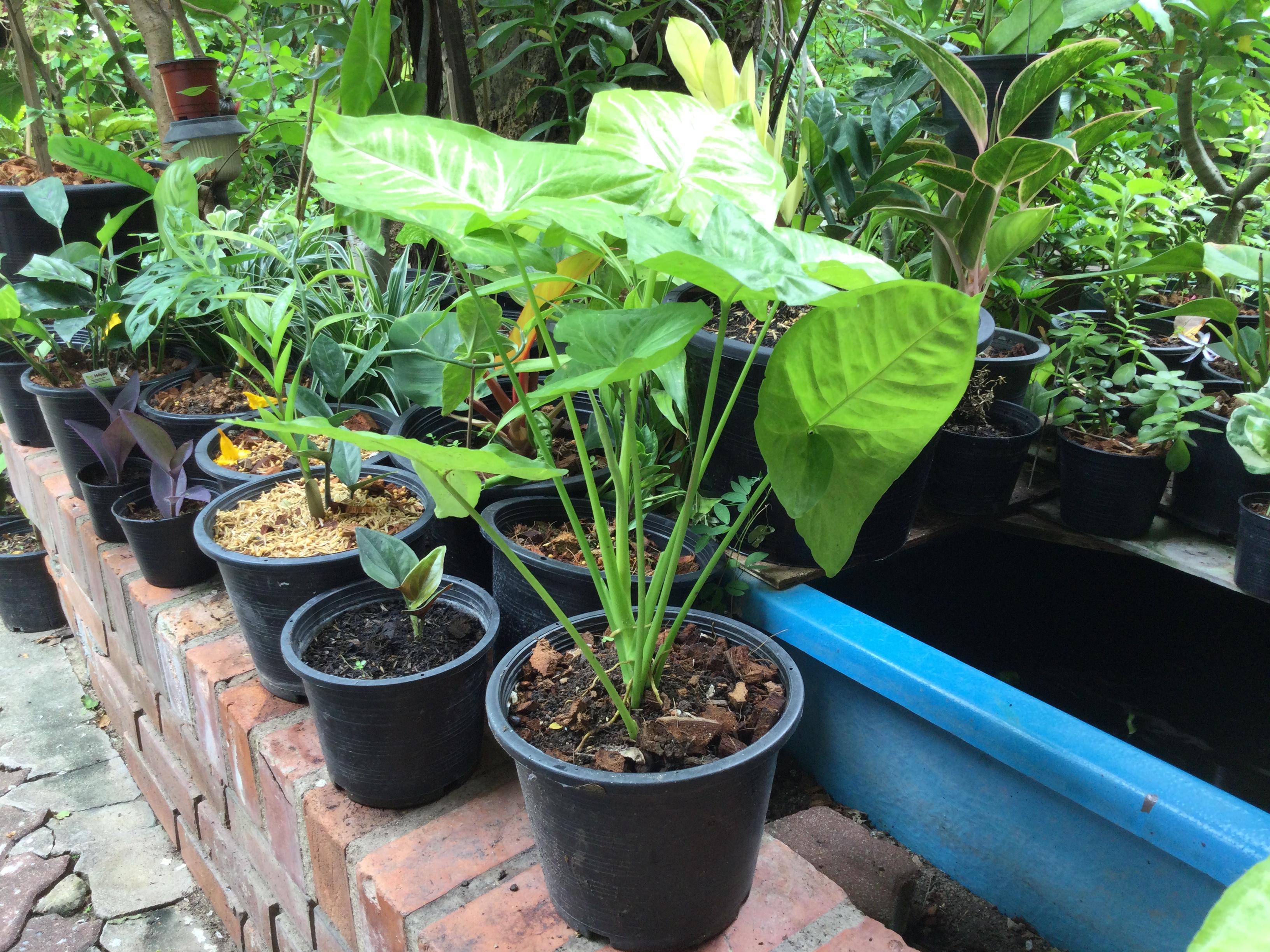 ต้นออมทอง กระถาง 10 นิ้ว (XL)