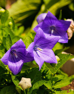 บอลลูน สีม่วง / 25 เม็ด (USA)
